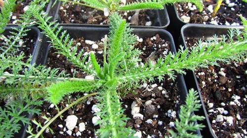 Yarrow (Achillea millefolium) Sm. Pot