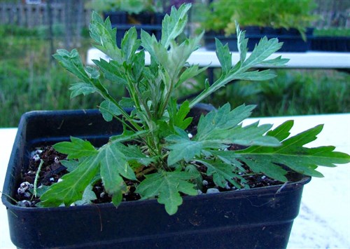 Mugwort (Artemisia vulgaris) Lg. Pot